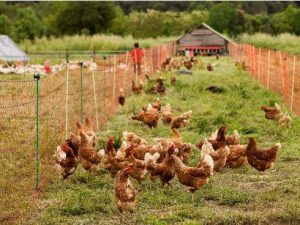 Pollatstres i gallines de pastura